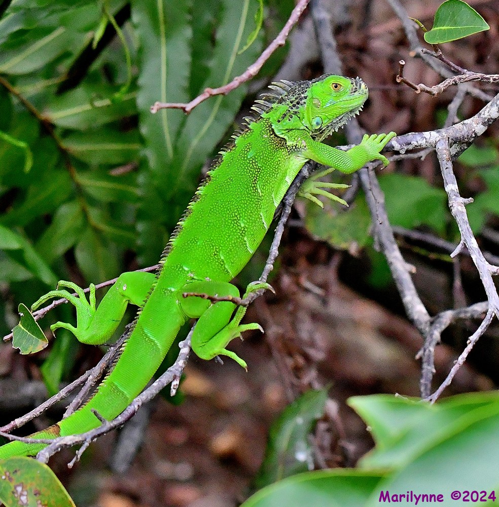 DSC_3289_001.JPG