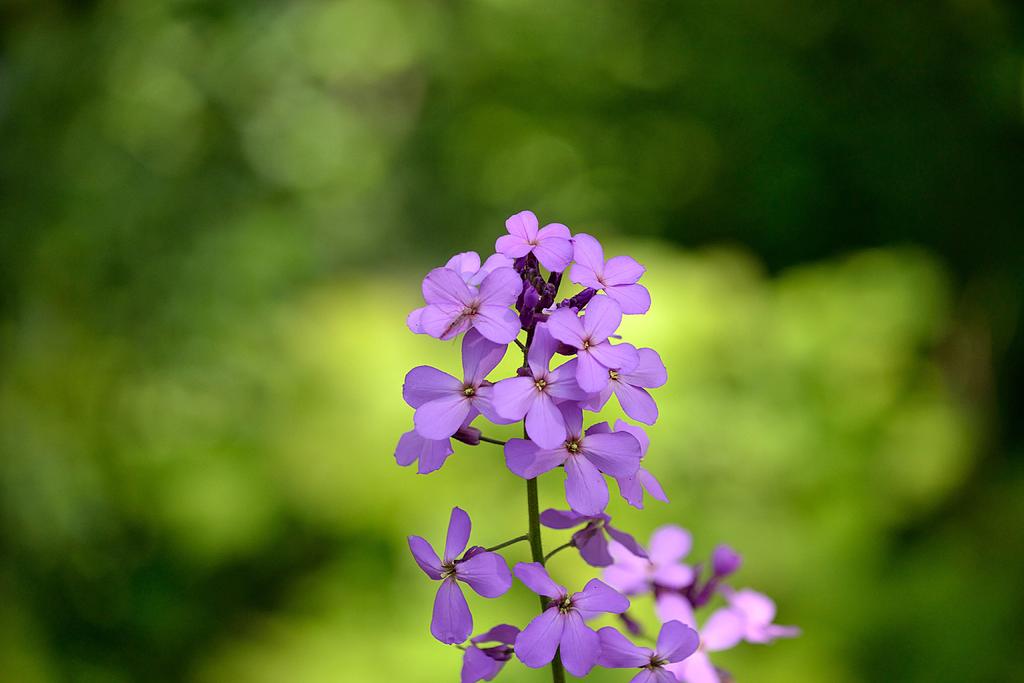 DSC_3290.jpg