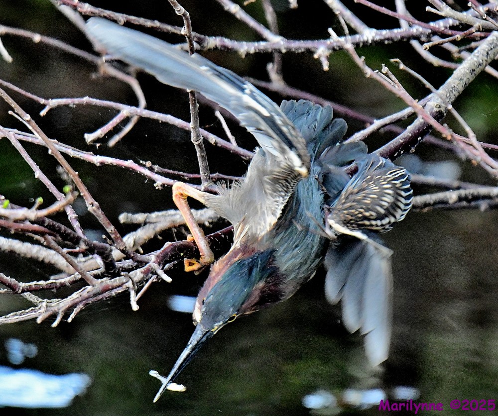 DSC_3290_001.JPG
