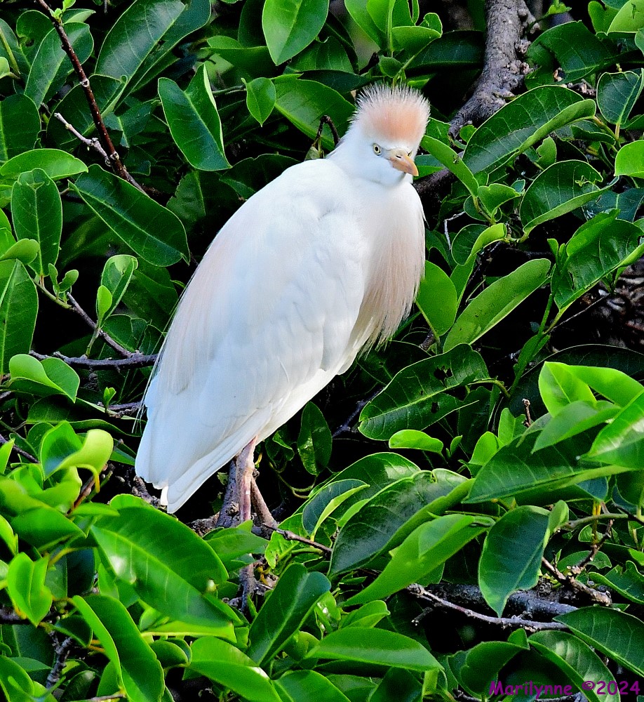 DSC_3291_001.JPG