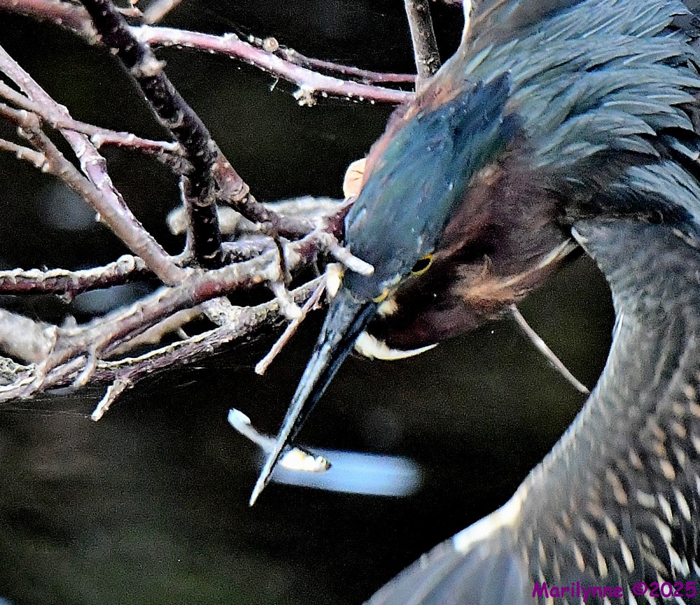 DSC_3291_001.JPG