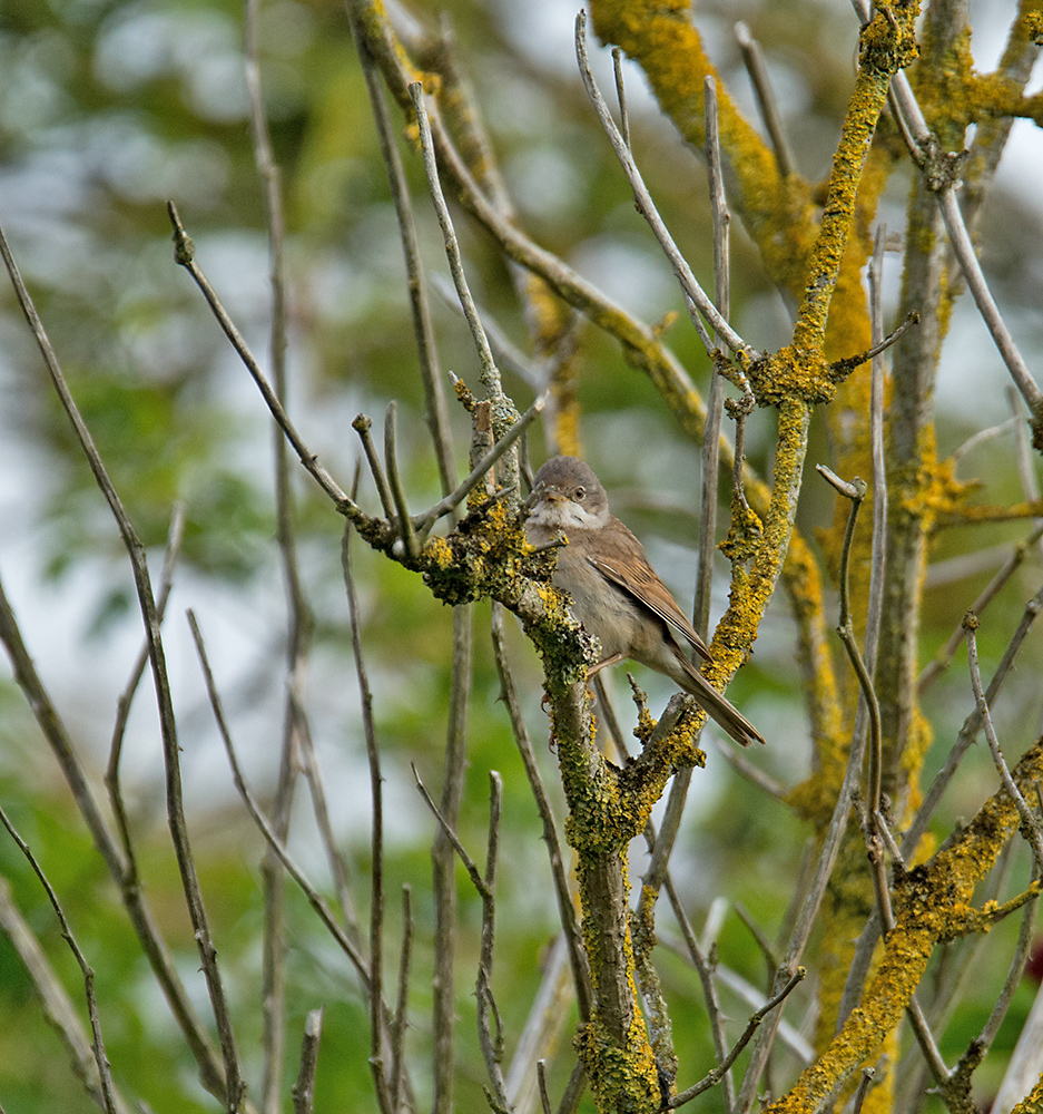 DSC_3292.jpg