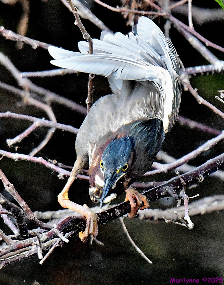 DSC_3292_001.JPG