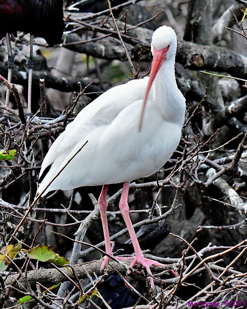 DSC_3293_001.JPG