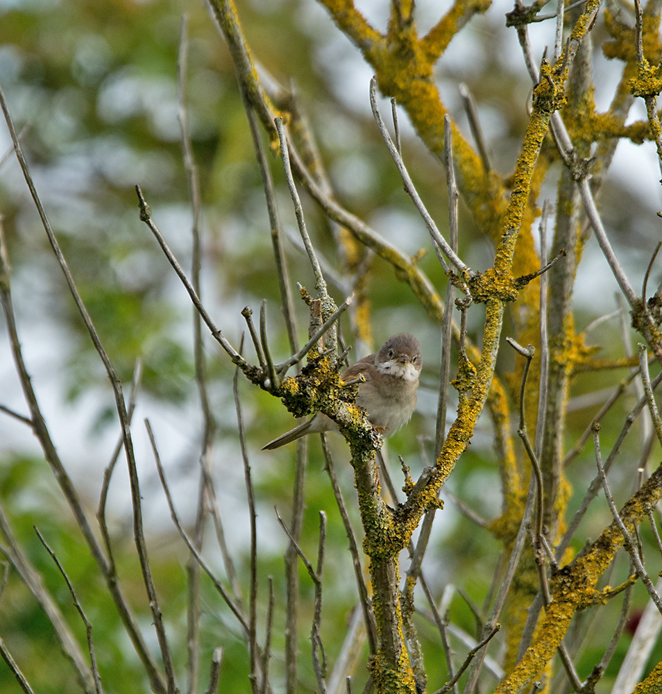 DSC_3294.jpg