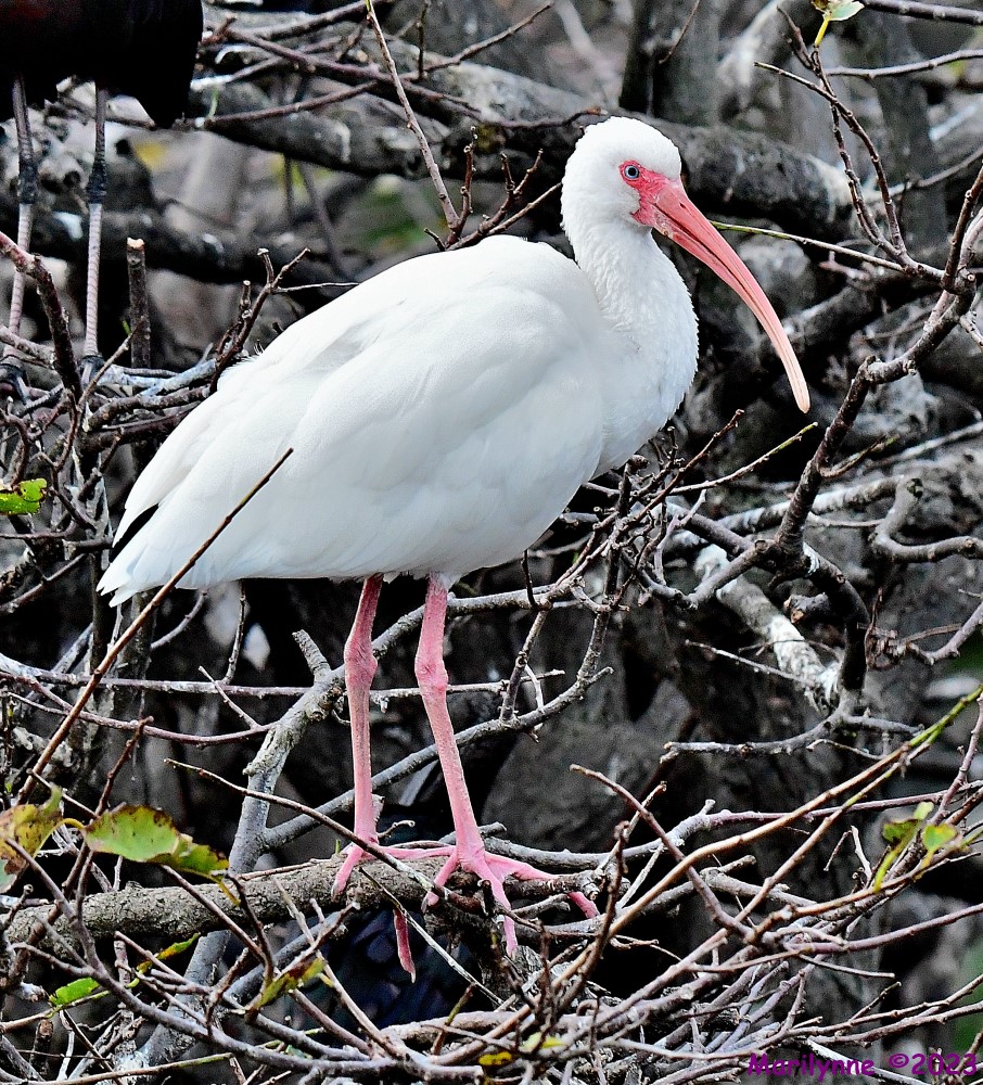 DSC_3296_001.JPG