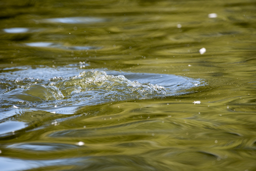 DSC_3298.jpg