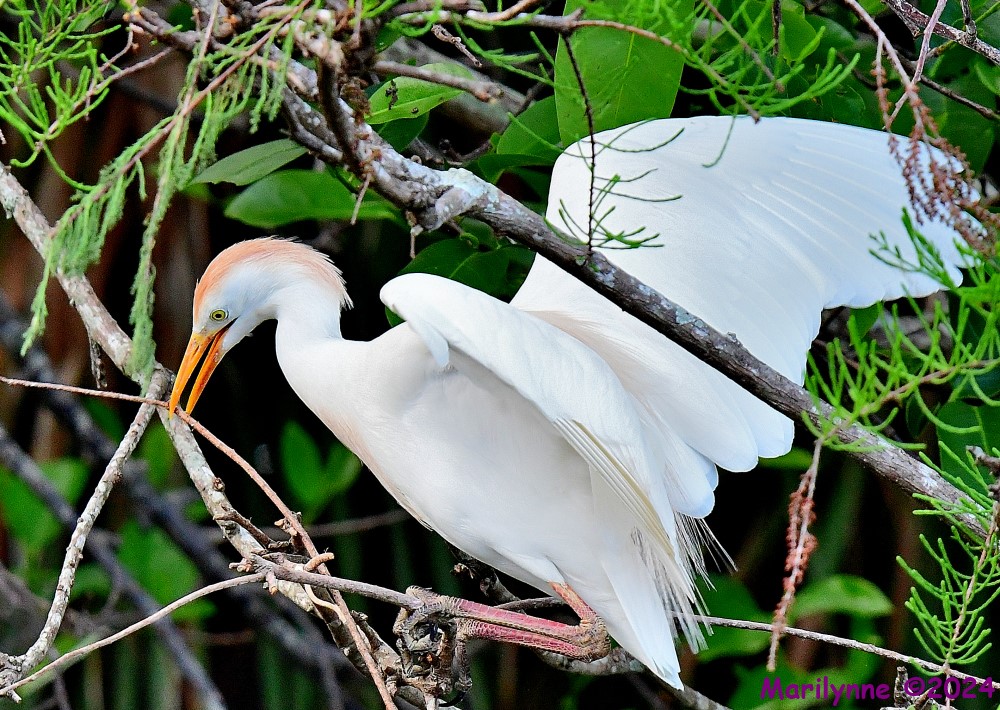 DSC_3298_001.JPG