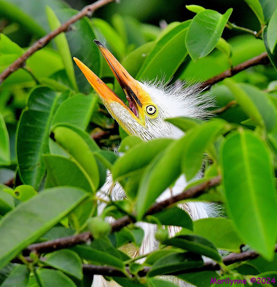 DSC_3302_001.JPG