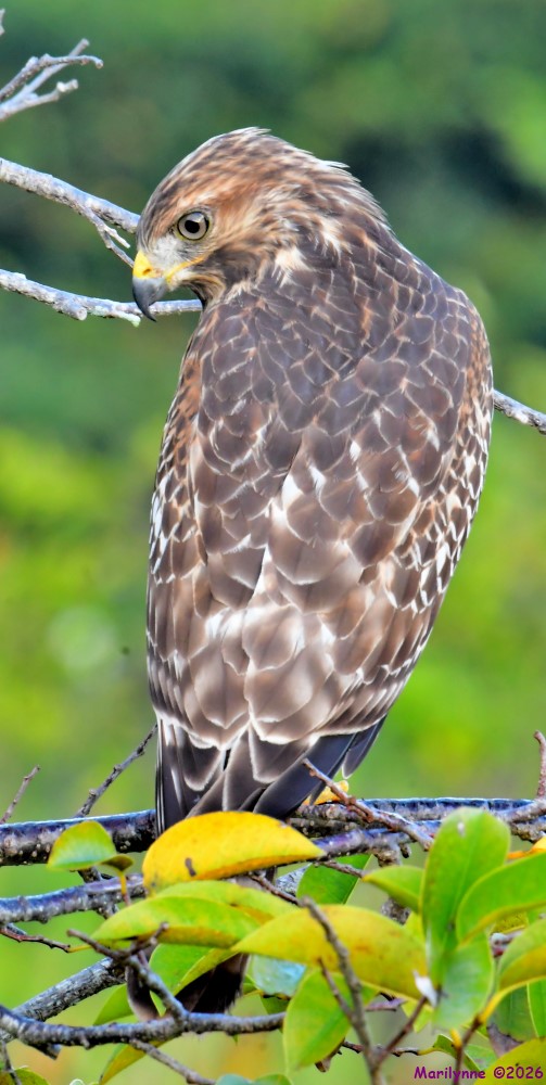 DSC_3305_001.JPG