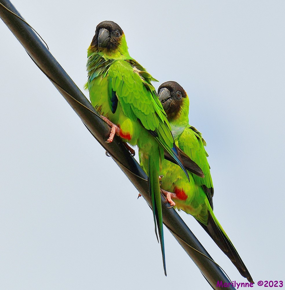 DSC_3307_001.JPG