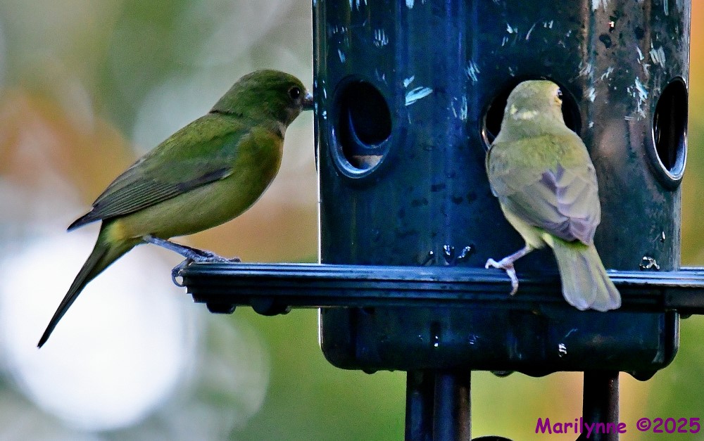DSC_3311_001.JPG