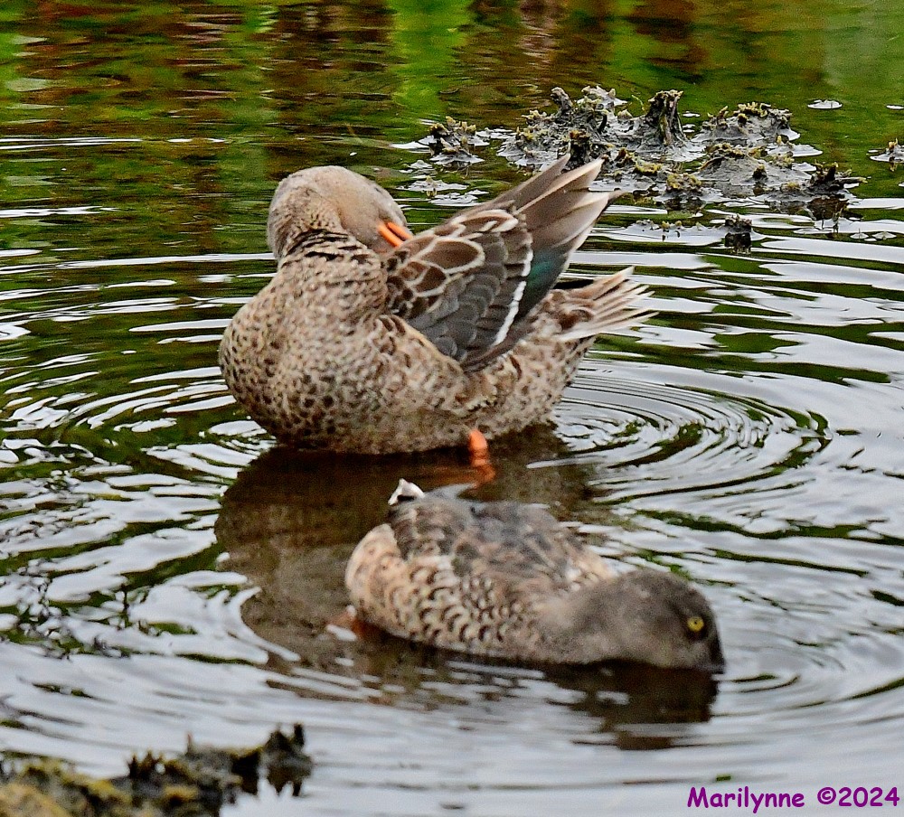DSC_3315_001.JPG