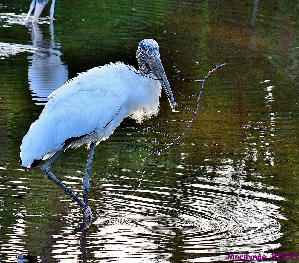 DSC_3316_001.JPG