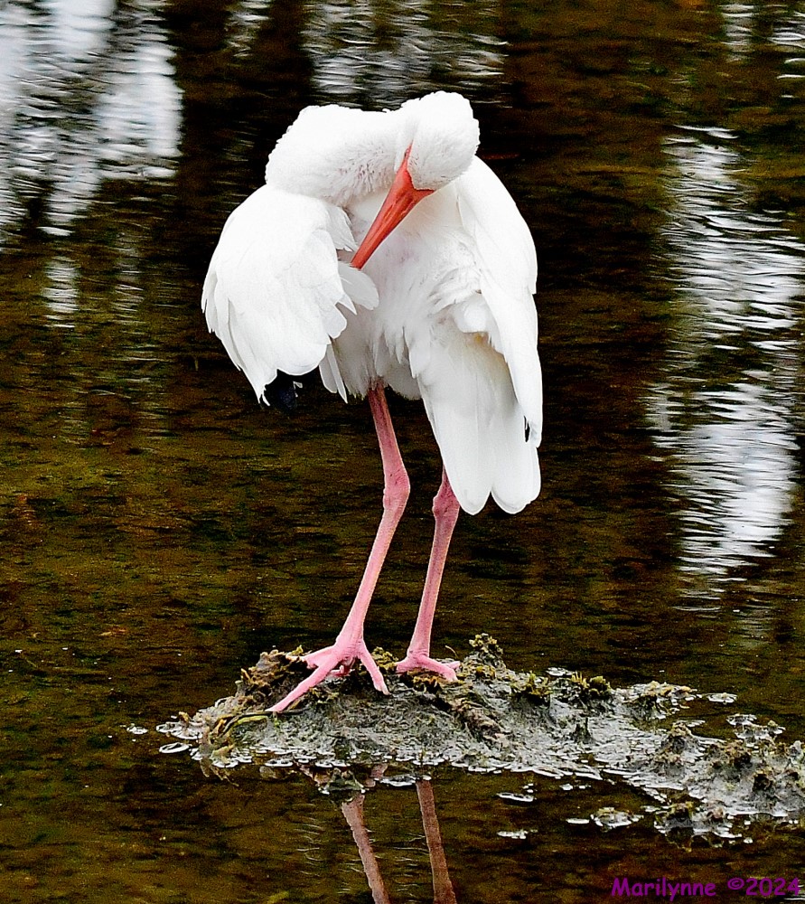 DSC_3317_001.JPG