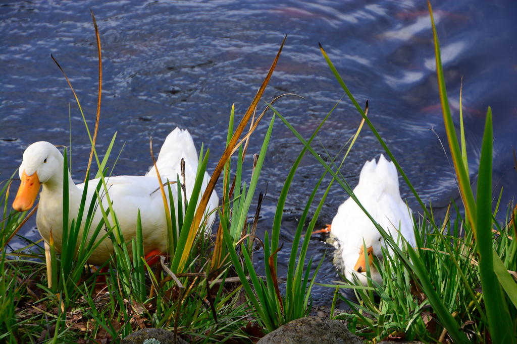 DSC_3320.jpg