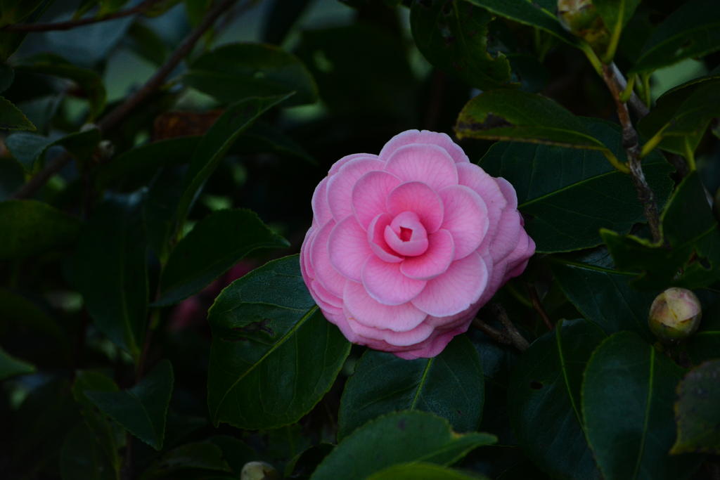 DSC_3321.jpg