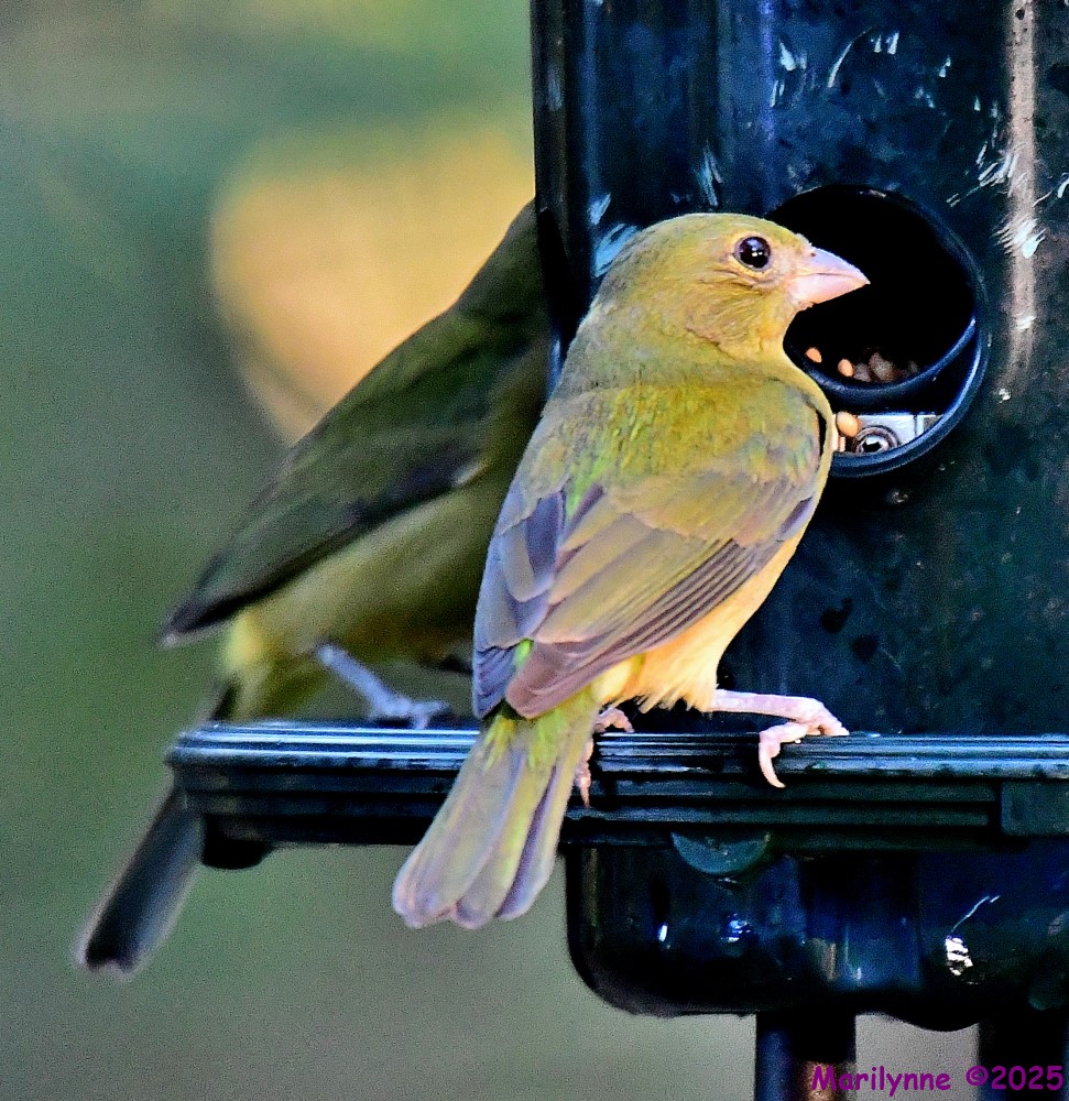 DSC_3321_001.JPG