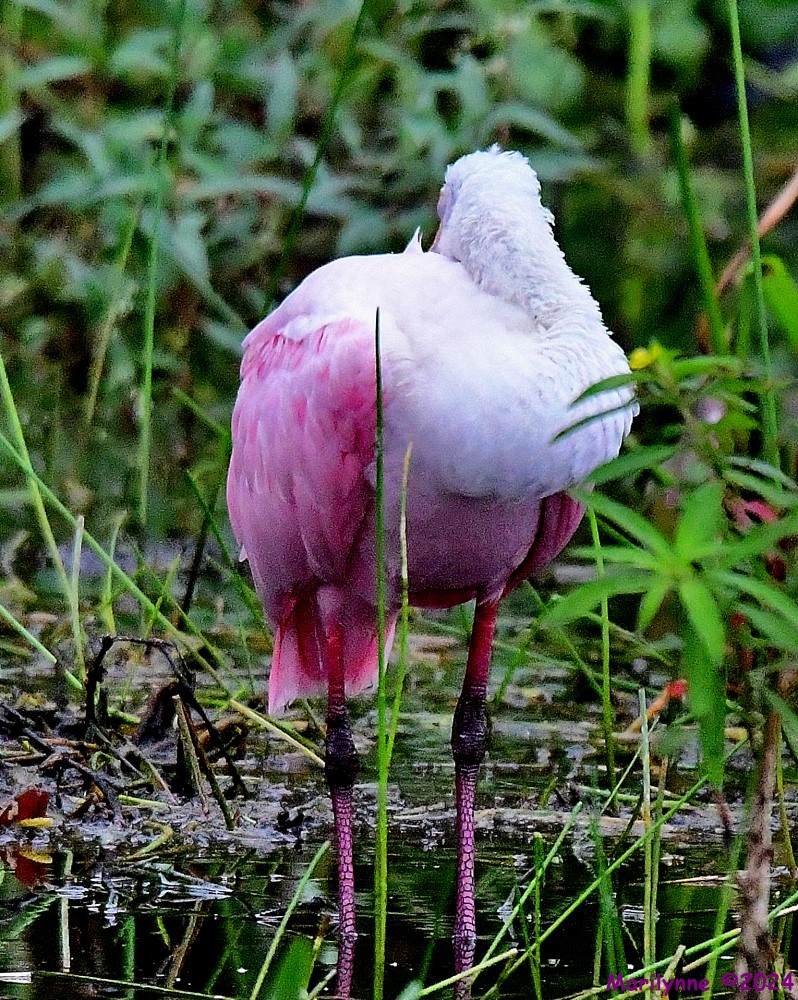 DSC_3322_001.JPG