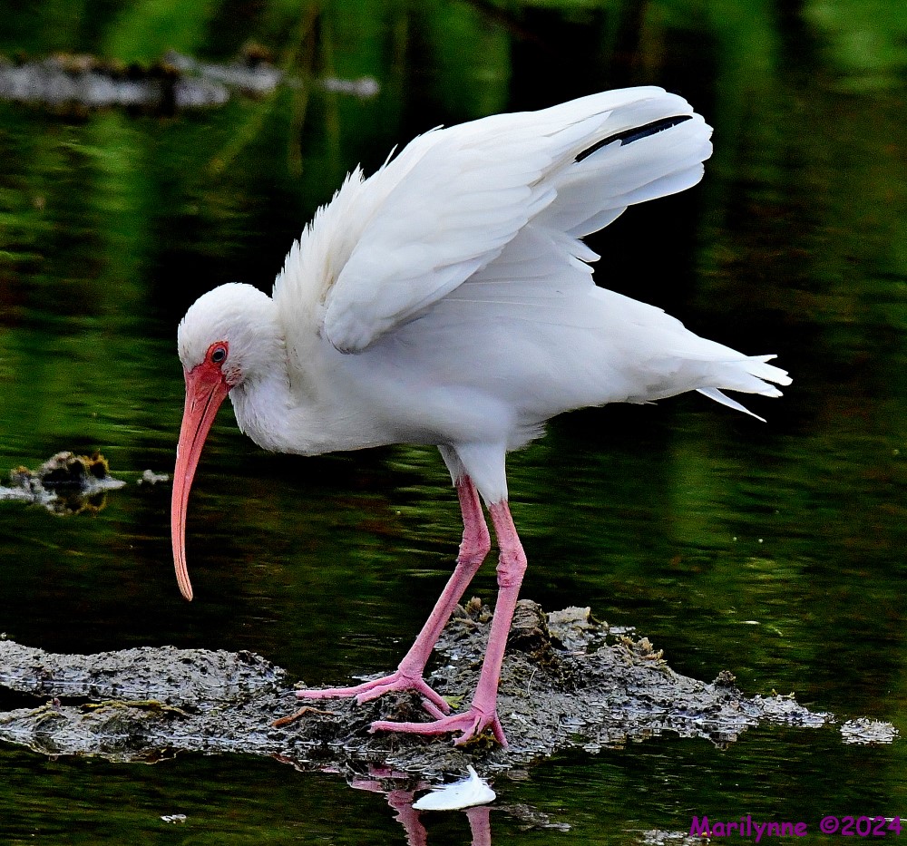 DSC_3323_001.JPG