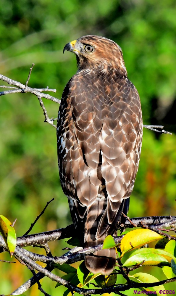 DSC_3324_001.JPG