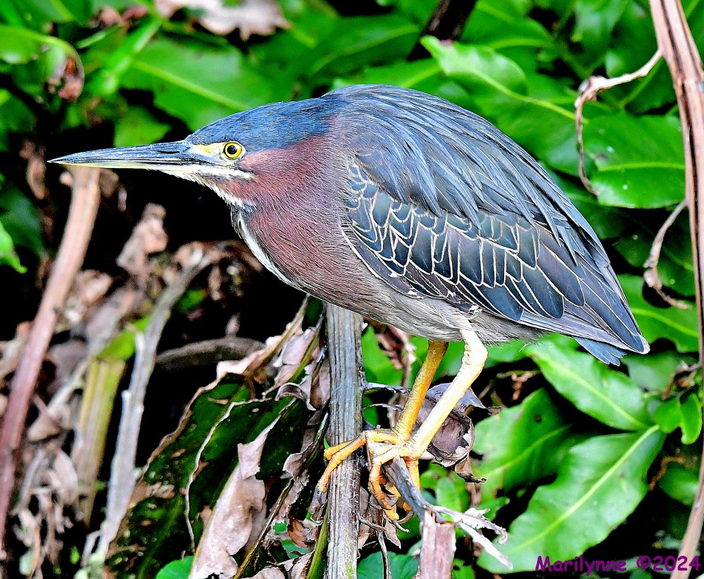 DSC_3325_001.JPG