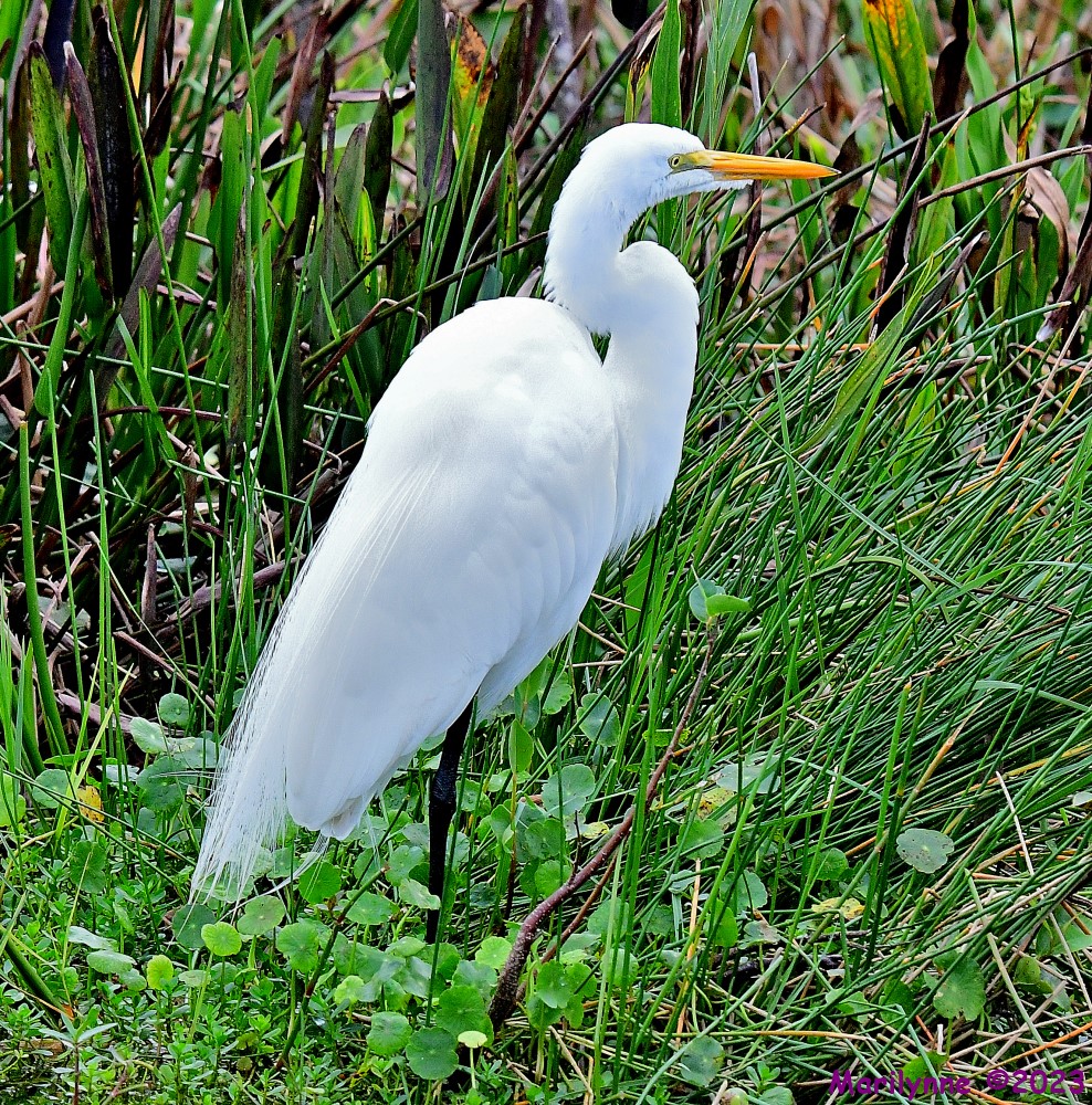 DSC_3326_001.JPG