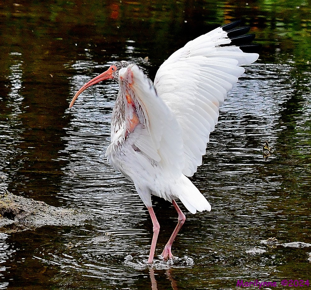 DSC_3326_001.JPG