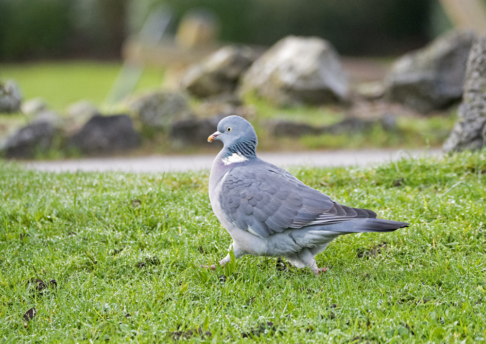 DSC_3328.jpg