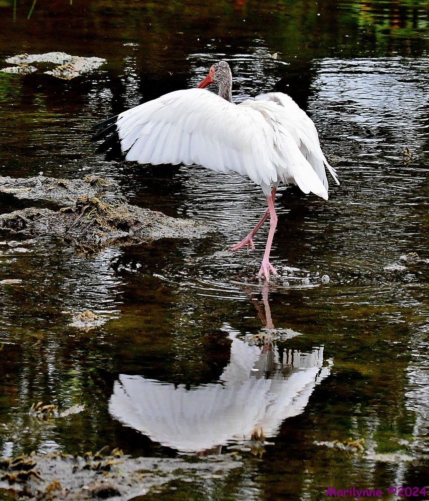 DSC_3328_001.JPG