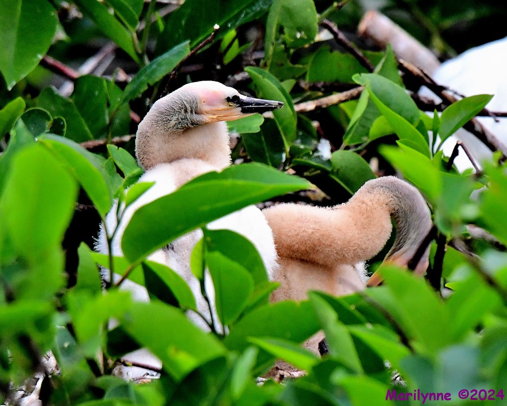 DSC_3329_001.JPG