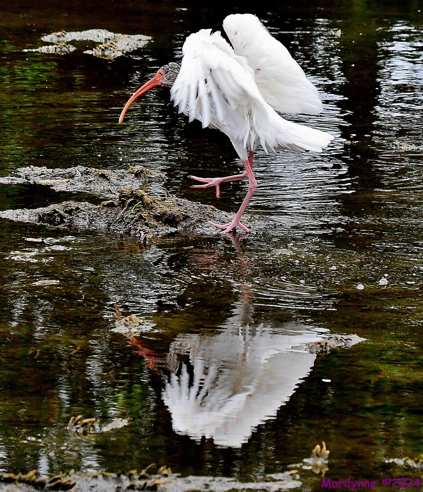 DSC_3329_001.JPG