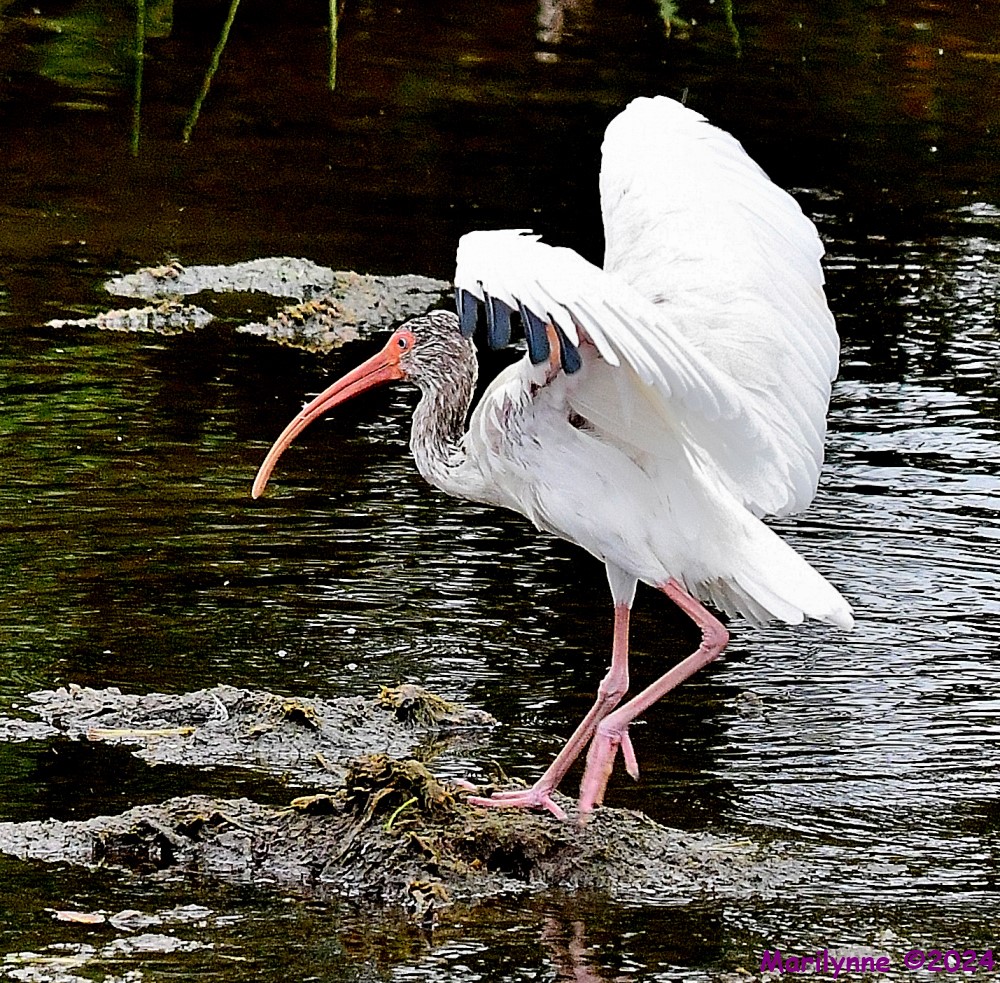DSC_3331_001.JPG