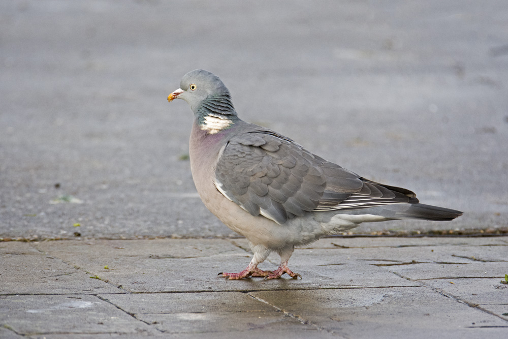 DSC_3333.jpg