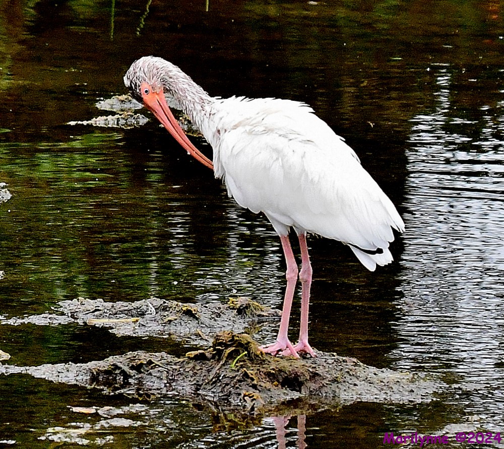 DSC_3333_001.JPG