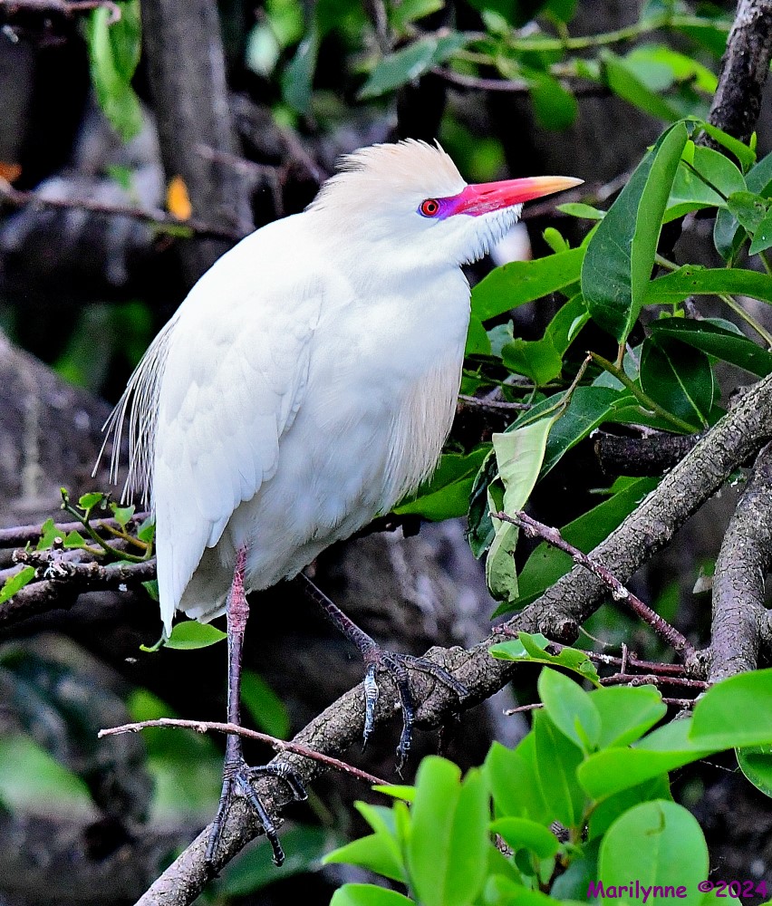 DSC_3335_001.JPG