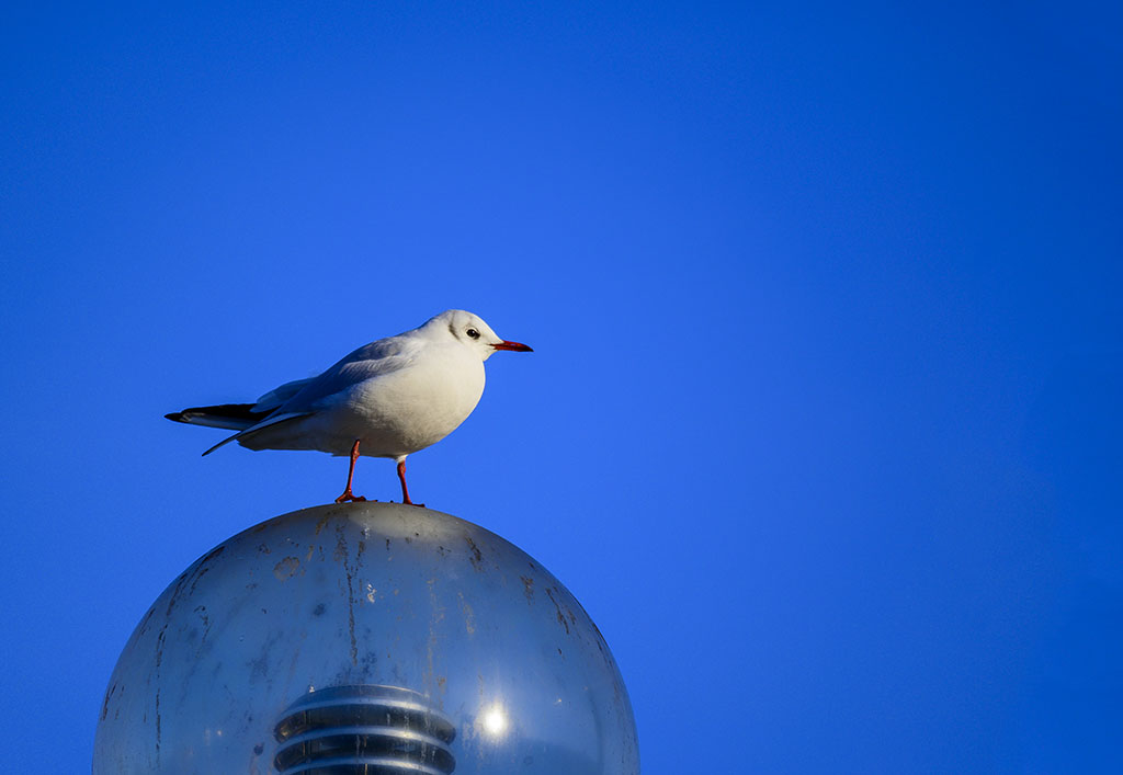 DSC_3336.jpg