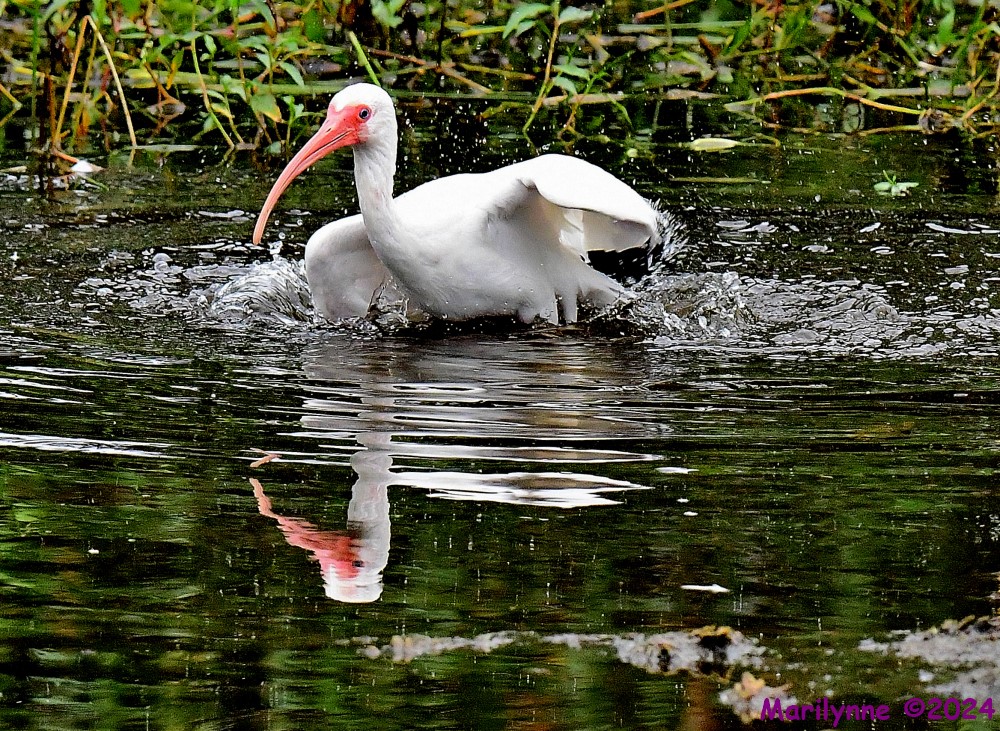 DSC_3337_001.JPG