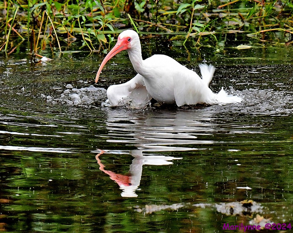 DSC_3338_001.JPG