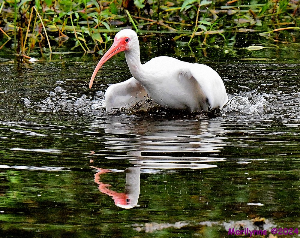 DSC_3340_001.JPG