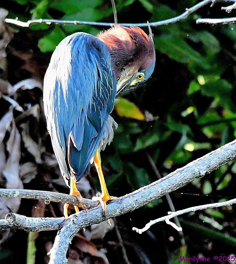 DSC_3341_001.JPG