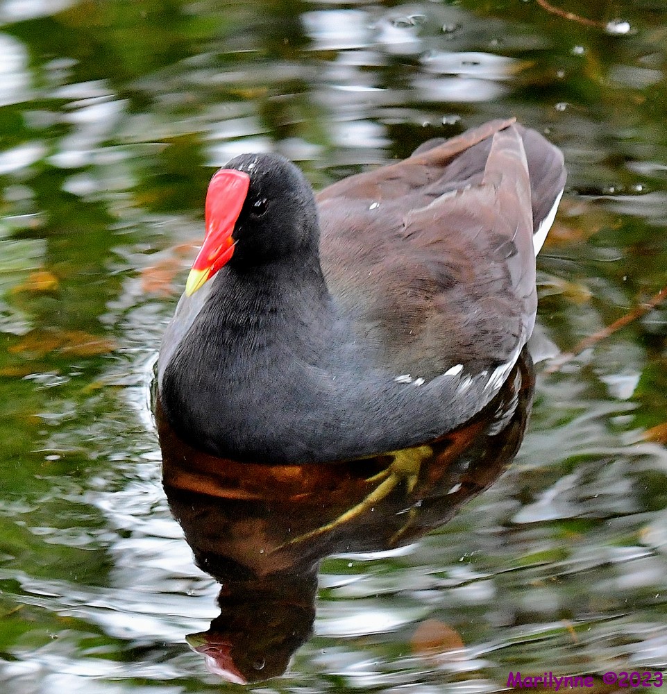 DSC_3342_001.JPG