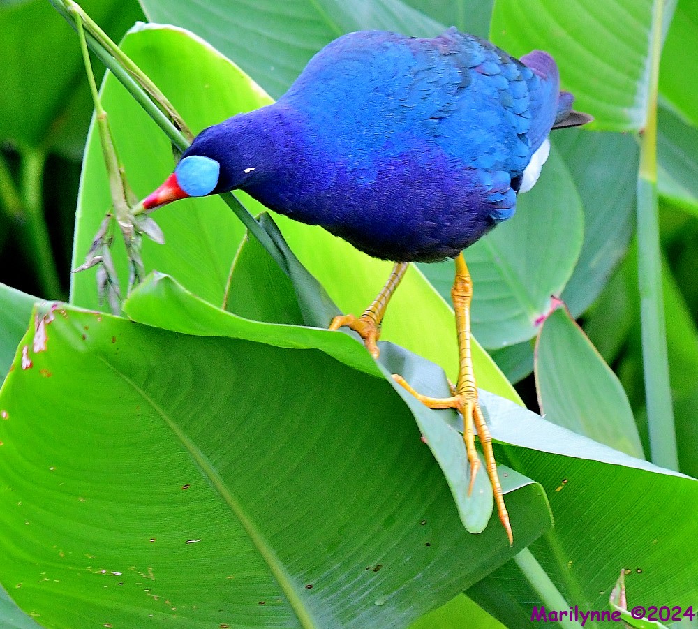 DSC_3343_001.JPG