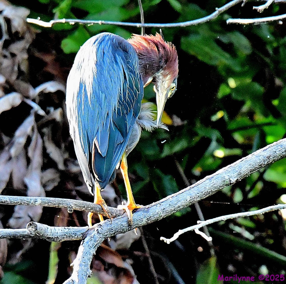 DSC_3345_001.JPG