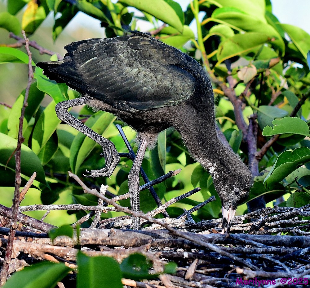 DSC_3346_001.JPG