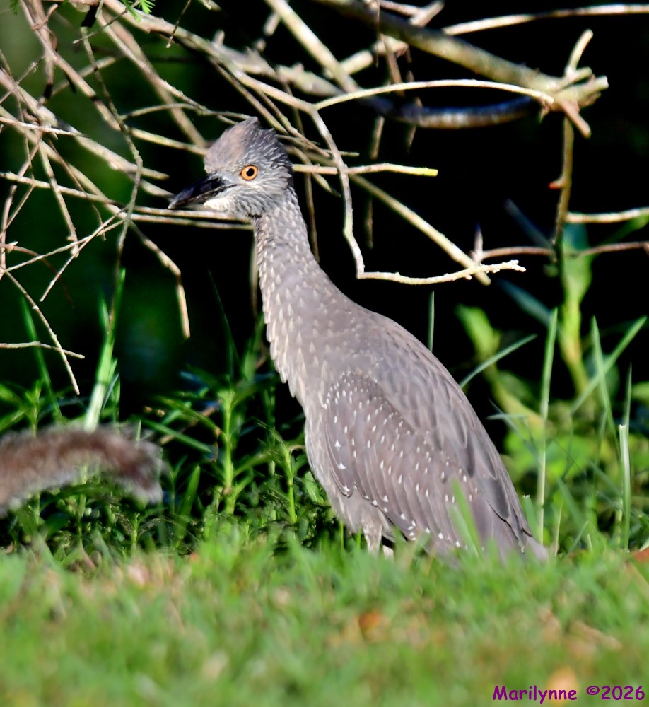 DSC_3347_001.JPG