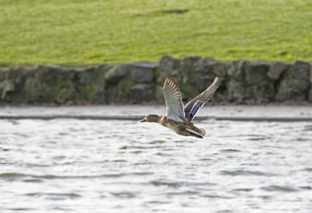 DSC_3348.jpg