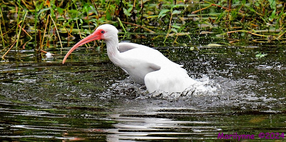 DSC_3348_001.JPG