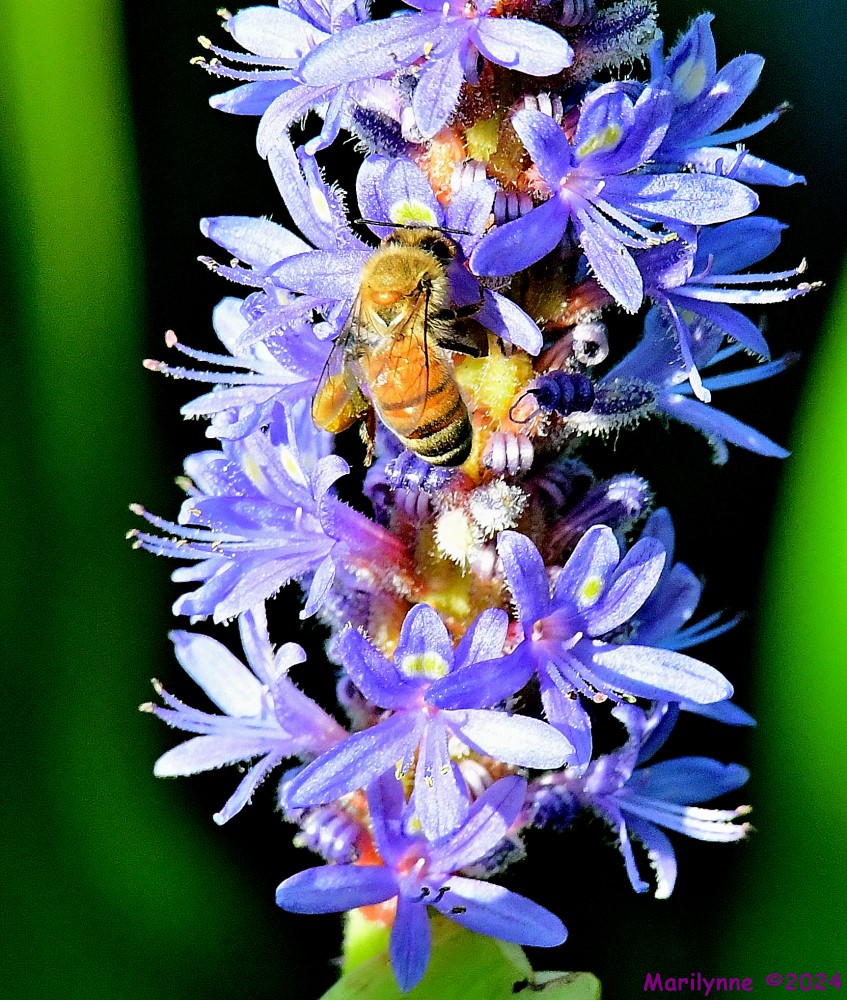 DSC_3349_001.JPG