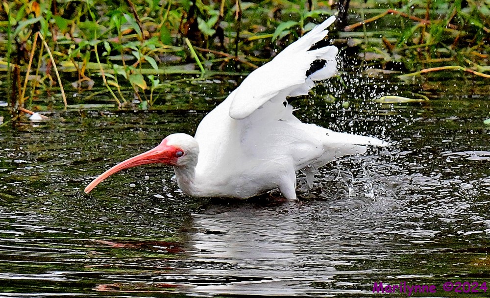 DSC_3349_001.JPG